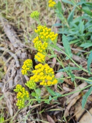 Senecio odoratus