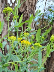 Senecio odoratus