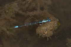 Austroagrion watsoni