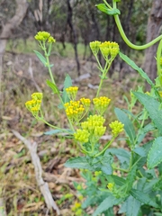 Senecio odoratus