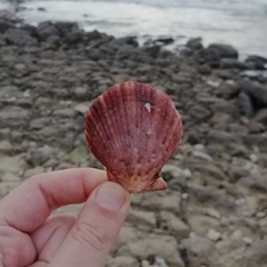 Mimachlamys varia