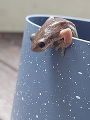 Litoria quiritatus