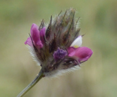 Dalea filiformis