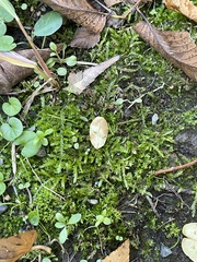 Plagiothecium cavifolium