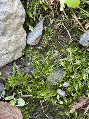 Plagiothecium cavifolium