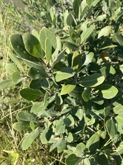 Avicennia germinans