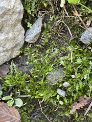 Plagiothecium cavifolium