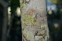 Haematomma persoonii