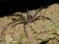Heteropoda tetrica