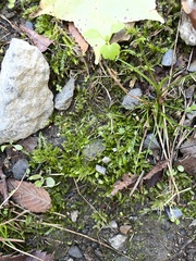 Plagiothecium cavifolium