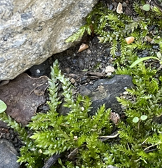Plagiothecium cavifolium