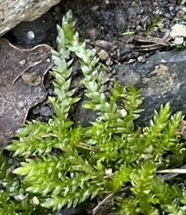 Plagiothecium cavifolium