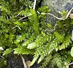 Plagiothecium cavifolium