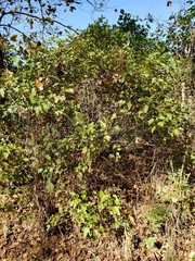 Physocarpus intermedius