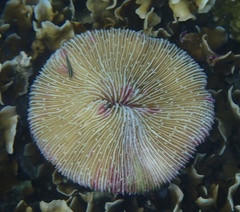 Fungia fungites