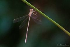 Lestes concinnus