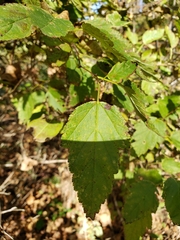 Physocarpus intermedius