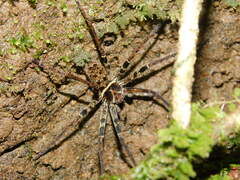 Heteropoda tetrica