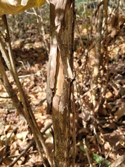 Physocarpus intermedius