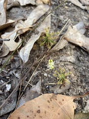 Drosera stelliflora