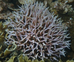 Seriatopora hystrix