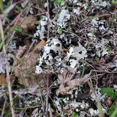 Cladonia foliacea