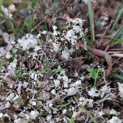 Cladonia foliacea