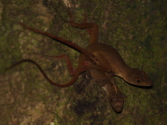Anolis compressicauda