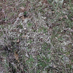 Cladonia foliacea