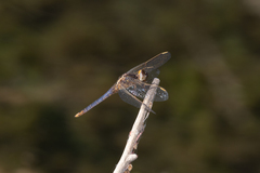 Crocothemis nigrifrons