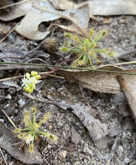 Drosera stelliflora