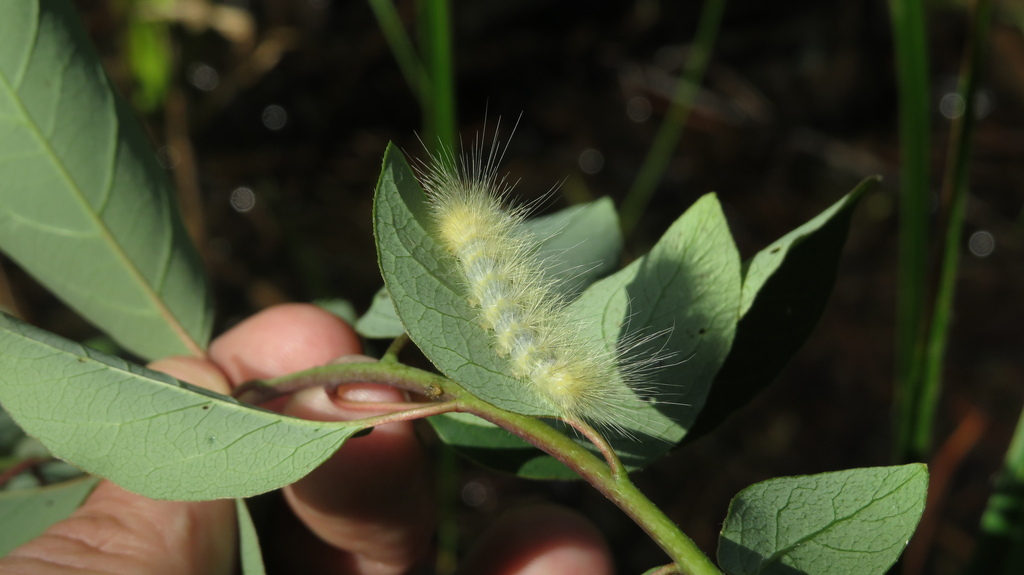 Underwing, Tiger, Tussock, And Allied Moths From I.d. Fairchild State 