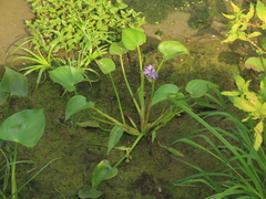 Pontederia vaginalis