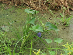 Pontederia vaginalis