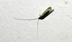 Hemerobiiformia