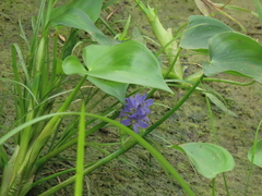 Pontederia vaginalis