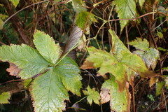 Rubus spectabilis