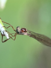 Leptogaster
