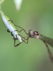 Leptogaster
