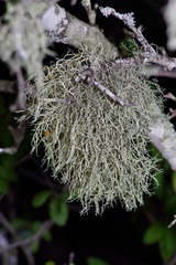 Ramalina peruviana