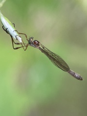 Leptogaster