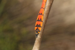 Austrothemis nigrescens
