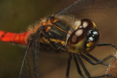 Austrothemis nigrescens