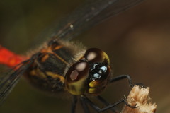 Austrothemis nigrescens