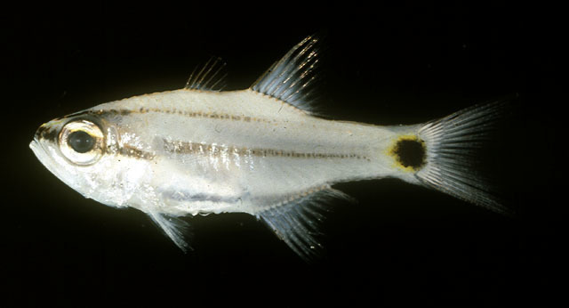 Two-Lined Cardinalfish