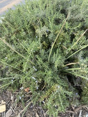 Frankenia salina