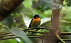 Symposiachrus trivirgatus