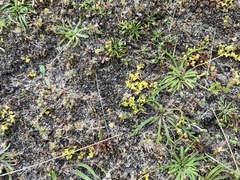 Hydrocotyle capillaris