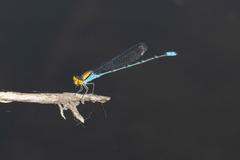 Pseudagrion aureofrons