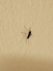 Culiseta incidens